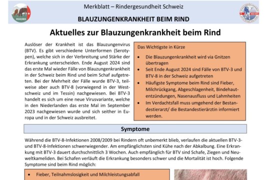 Merkblatt Bluetongue VMärz 2025