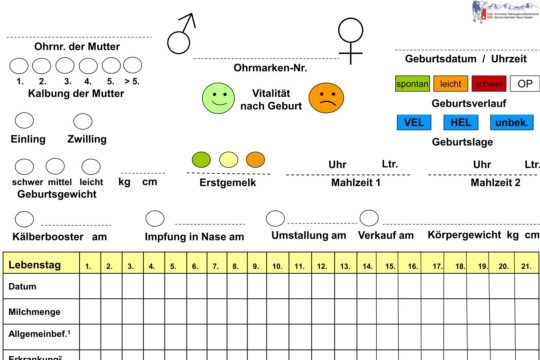 Kälberkarte (Vorlage)