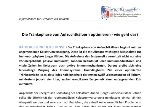 Tränkephase für Aufzuchtkälber optimieren