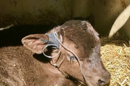 Durchfalltherapie beim Kalb
