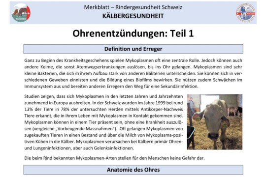 Ohrenentzündung (Otitis) Teil 1