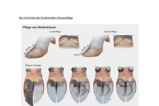 Funktionelle Klauenpflege in 5 Schritten