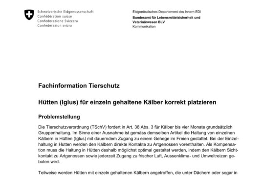 Kälberiglus korrekt platzieren (Fachinfo Tierschutz)