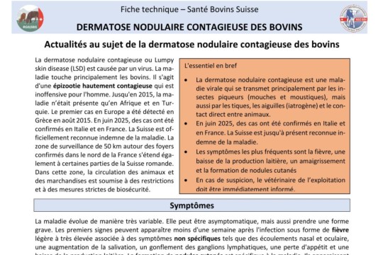 Fiche d'informations Lumpy Skin Disease SBS - 250805