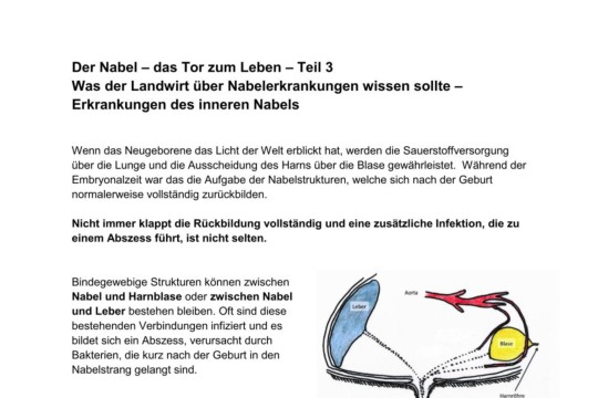 Der Nabel (Teil 3)