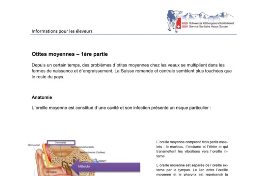 Otites moyennes - 1ère partie